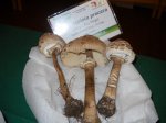 lepiota procera